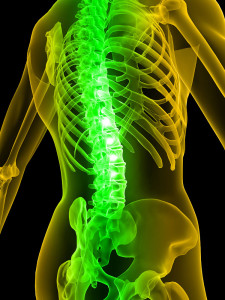 bigstock-Human-Spine-3039911